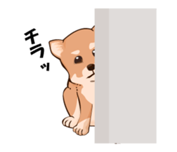mini-Shiba Inu sticker #4056812