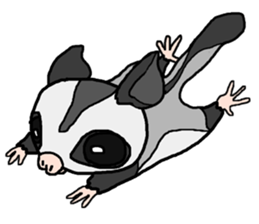 Little Sugar Glider sticker #4065278