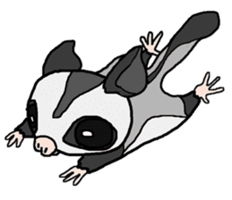 Little Sugar Glider sticker #4065278