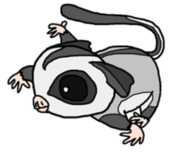 Little Sugar Glider sticker #4065285
