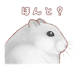 Lovely tiny hamsters and humorous hammy sticker #4069714