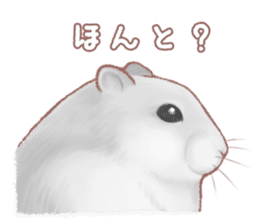 Lovely tiny hamsters and humorous hammy sticker #4069714