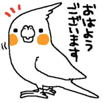 MARU the Cockatiel sticker #4072736