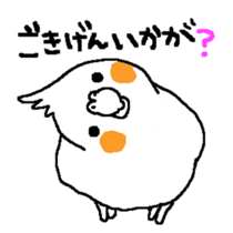MARU the Cockatiel sticker #4072738