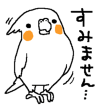 MARU the Cockatiel sticker #4072740