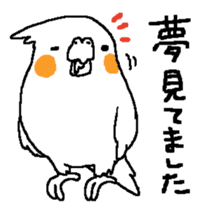 MARU the Cockatiel sticker #4072743