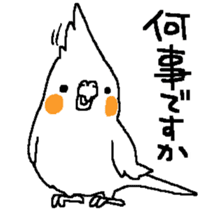 MARU the Cockatiel sticker #4072746