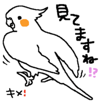 MARU the Cockatiel sticker #4072772