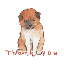 Softly Koro chan sticker #4075554