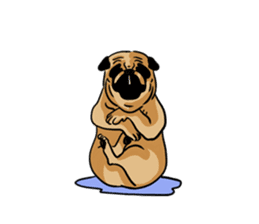 Shy of pug sticker #4087905