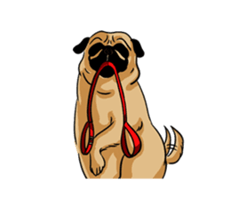 Shy of pug sticker #4087909
