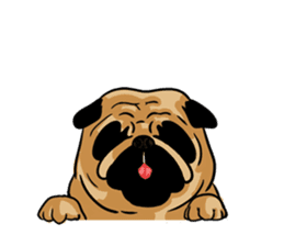 Shy of pug sticker #4087918