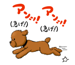 Aru The Toy Poodle. sticker #4097014
