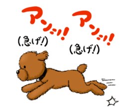 Aru The Toy Poodle. sticker #4097014