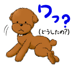 Aru The Toy Poodle. sticker #4097028