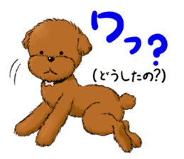Aru The Toy Poodle. sticker #4097028