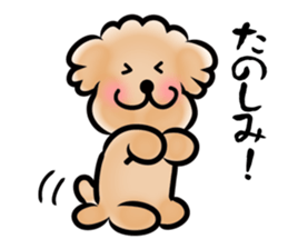 Poodle with 365 days sticker #4098120