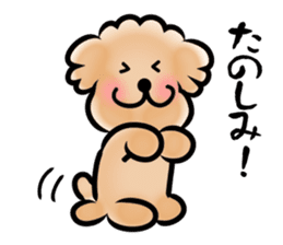 Poodle with 365 days sticker #4098120