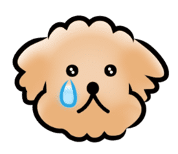 Poodle with 365 days sticker #4098143