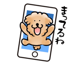 Poodle with 365 days sticker #4098146