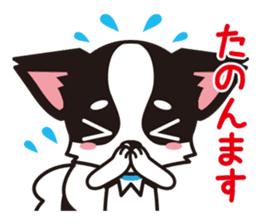 Cute Chihuahua Kansai Words Stickers sticker #4115483