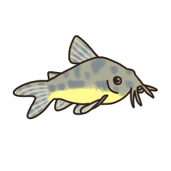 Daily life of Corydoras