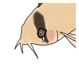 Daily life of Corydoras sticker #4140331