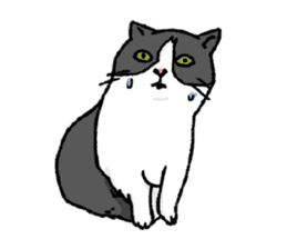 Ironical cats every where sticker #4149930