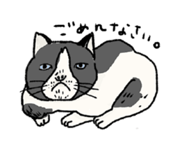 Ironical cats every where sticker #4149941