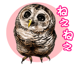 owl owl owl! sticker #4175000