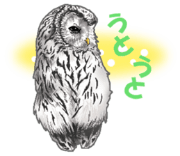 owl owl owl! sticker #4175012
