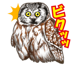 owl owl owl! sticker #4175016