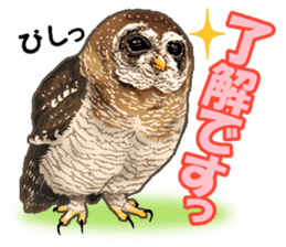 owl owl owl! sticker #4175019