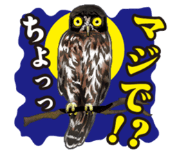 owl owl owl! sticker #4175022
