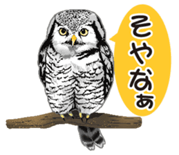 owl owl owl! sticker #4175028