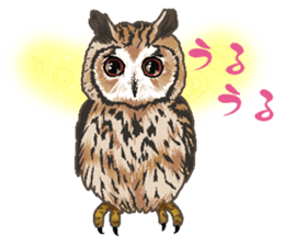 owl owl owl! sticker #4175029