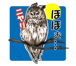 owl owl owl! sticker #4175034