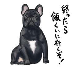 frenchbulldog's TOYkun3 sticker #4188703