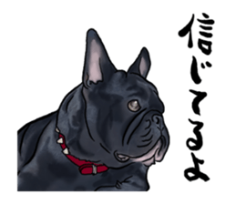 frenchbulldog's TOYkun3 sticker #4188706