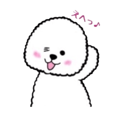 mofu-mofu Bichon Frise