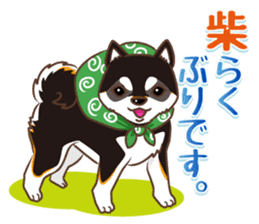 Only for a shiba-inu . 2nd ver. sticker #4203030