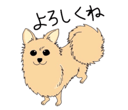 Ponsuke of the Pomeranian sticker #4245603