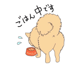 Ponsuke of the Pomeranian sticker #4245616