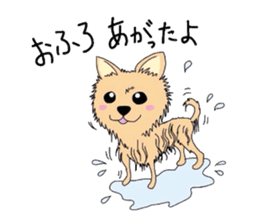 Ponsuke of the Pomeranian sticker #4245617