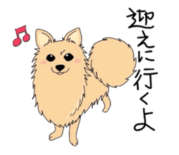 Ponsuke of the Pomeranian sticker #4245620