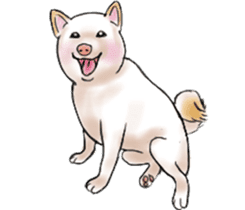 Black-Shiba and White Shiba Dog Sticker sticker #4246240
