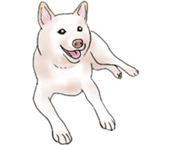 Black-Shiba and White Shiba Dog Sticker sticker #4246242
