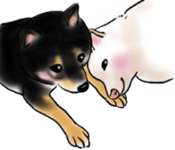 Black-Shiba and White Shiba Dog Sticker sticker #4246247