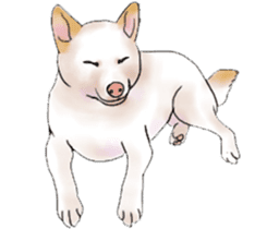 Black-Shiba and White Shiba Dog Sticker sticker #4246248