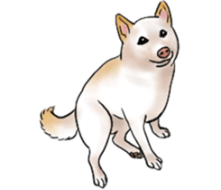 Black-Shiba and White Shiba Dog Sticker sticker #4246250